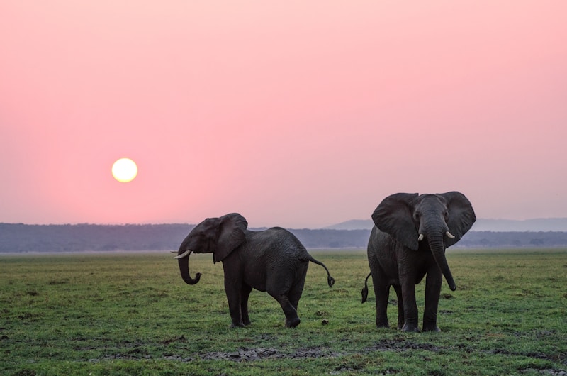 Elephant at Amboseli