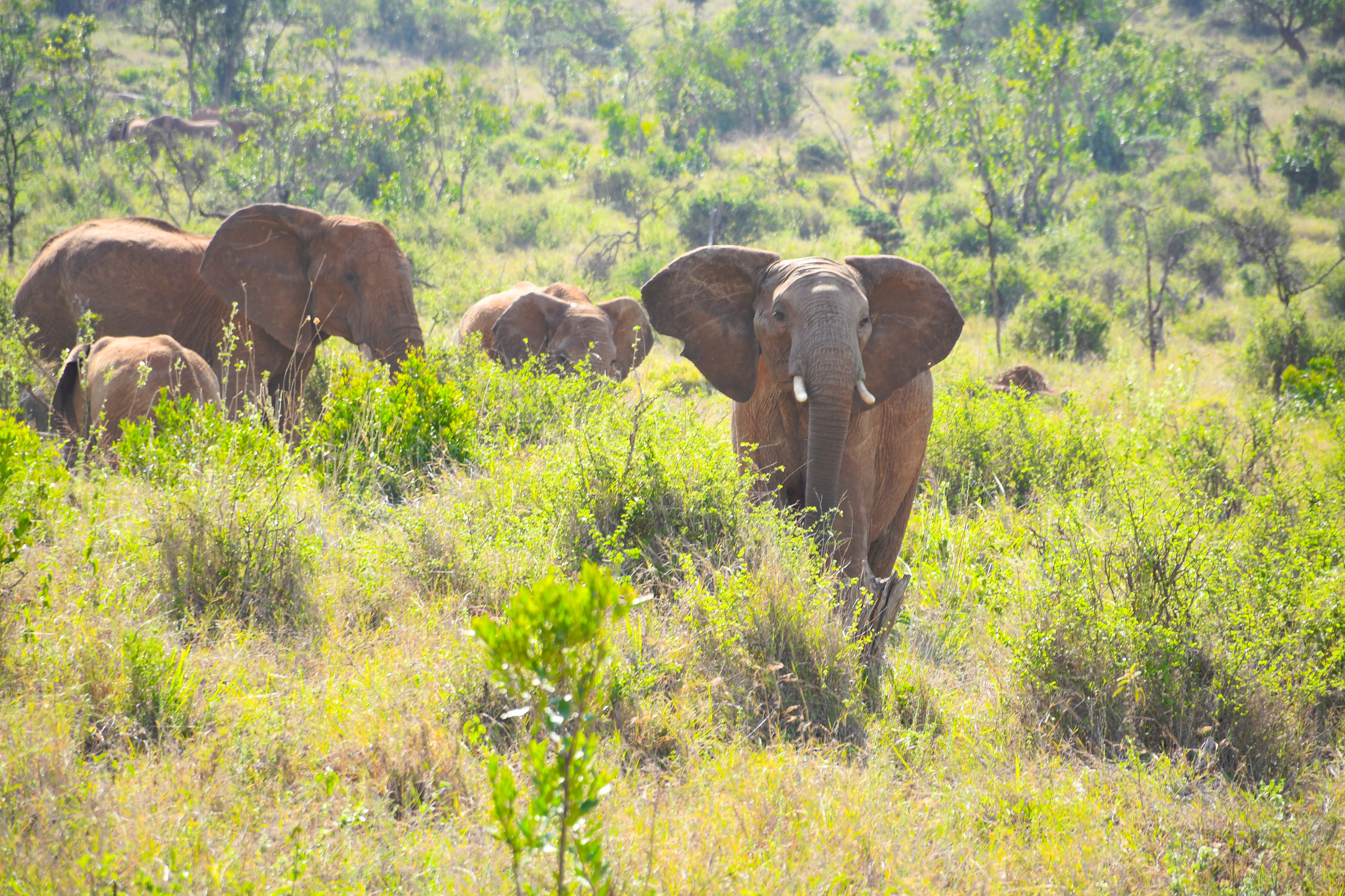 Maasai Mara, Kenya