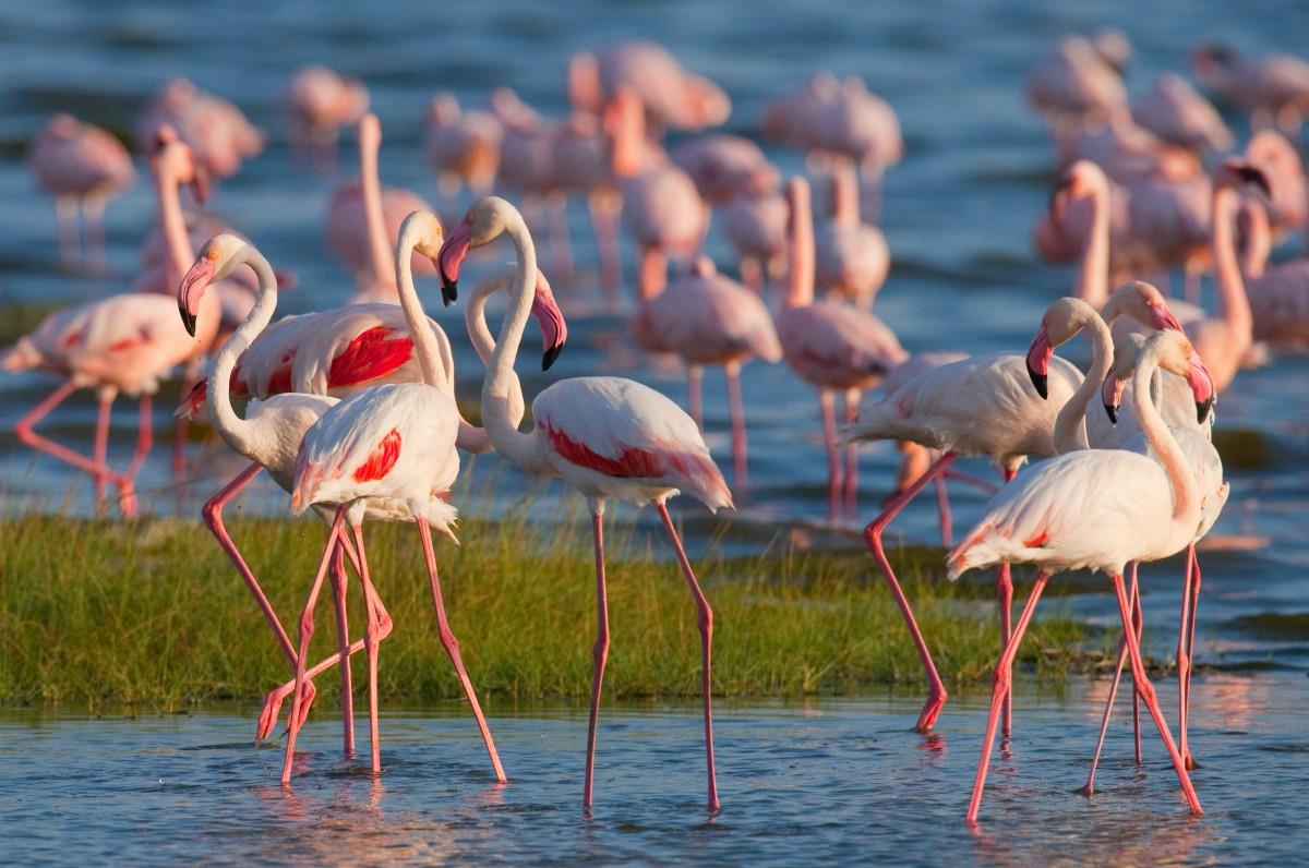 Lake Nakuru
