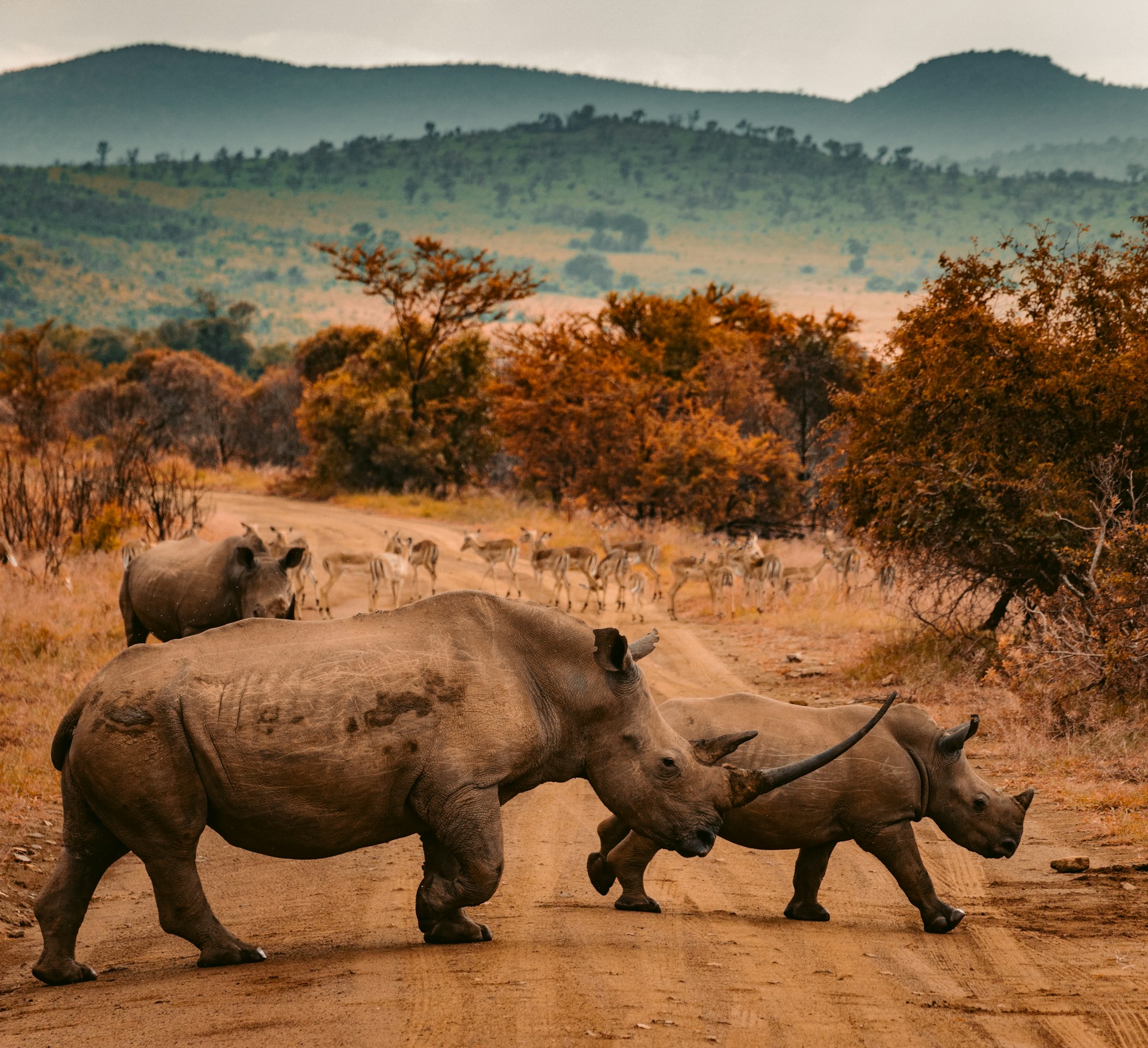 Safari vehicles at sunset